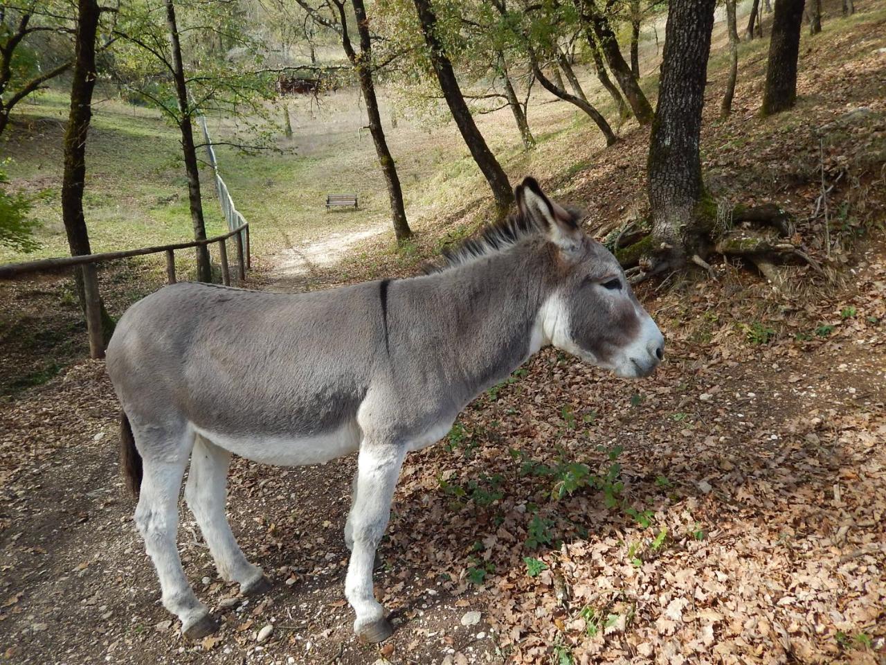 Agriturismo La Selva Rieti Dış mekan fotoğraf